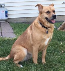 Labrador Retriever Dogs for adoption in Plainfield, IL, USA