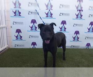 Border Collie-Shiba Inu Mix Dogs for adoption in Orlando, FL, USA