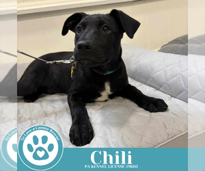 Labrador Retriever-Unknown Mix Dogs for adoption in Kimberton, PA, USA