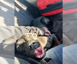 Mutt Dogs for adoption in Shelburne, VT, USA