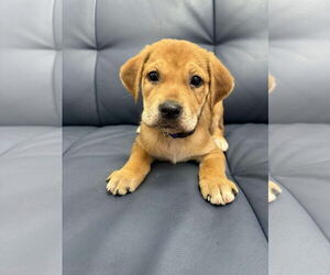 Labrador Retriever-Unknown Mix Dogs for adoption in Holly Springs, NC, USA