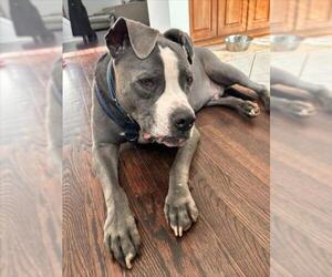 American Pit Bull Terrier-Unknown Mix Dogs for adoption in Derwood, MD, USA