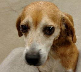Medium Photo #1 Beagle Puppy For Sale in Dahlgren, VA, USA