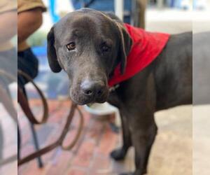 Labrador Retriever Dogs for adoption in La Mesa, CA, USA