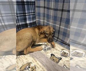 German Shepherd Dog Dogs for adoption in Rosenberg, TX, USA
