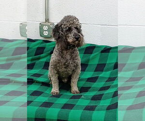 Poodle (Miniature) Dogs for adoption in York, SC, USA