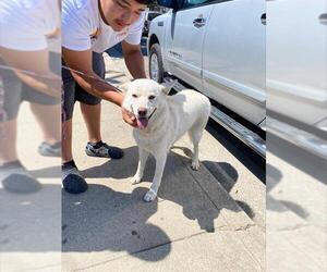 Siberian Husky Dogs for adoption in Stockton, CA, USA