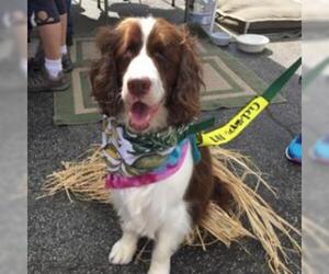 English Springer Spaniel Dogs for adoption in Pacific Grove, CA, USA