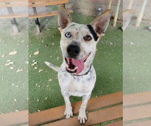 Australian Cattle Dog Dogs for adoption in Woodland, CA, USA