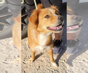 Labrador Retriever-Retriever  Mix Dogs for adoption in Coventry, RI, USA