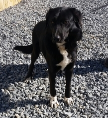 Borador Dogs for adoption in Thomasville, NC, USA