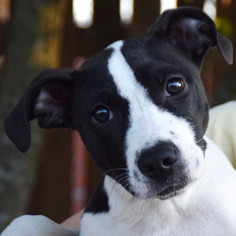 Small American Staffordshire Terrier-Border Collie Mix