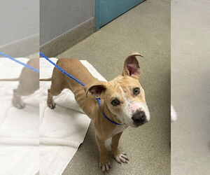 American Pit Bull Terrier-Unknown Mix Dogs for adoption in Las Vegas, NV, USA