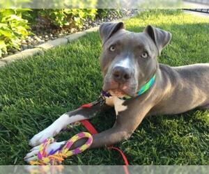 American Pit Bull Terrier Dogs for adoption in San Jose, CA, USA