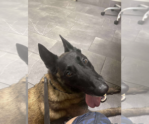 Mutt Dogs for adoption in Imlay City, MI, USA