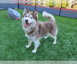 Alaskan Malamute-Unknown Mix Dogs for adoption in Santa Clara, CA, USA