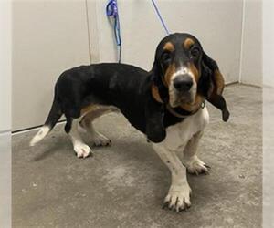 Basset Hound Dogs for adoption in Rosenberg, TX, USA