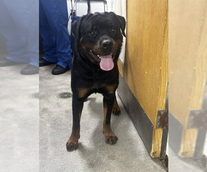 Rottweiler Dogs for adoption in Forestville, MD, USA