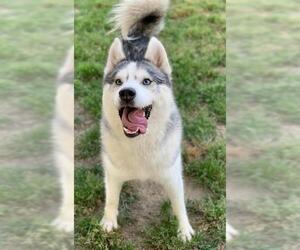 Siberian Husky Dogs for adoption in Riverside, CA, USA