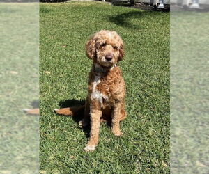 Goldendoodle Dogs for adoption in Orlando, FL, USA