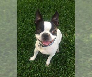 Boston Terrier Dogs for adoption in High Point, NC, USA