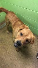 Rottweiler-Unknown Mix Dogs for adoption in Fond du Lac, WI, USA