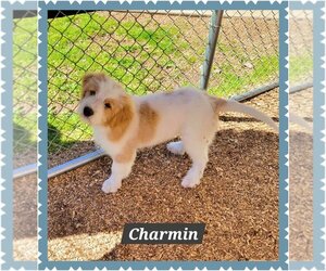 Great Pyrenees-Unknown Mix Dogs for adoption in Granbury, TX, USA