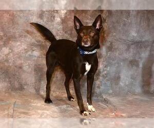Australian Kelpie-Unknown Mix Dogs for adoption in West Valley, UT, USA