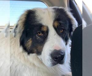 Great Bernese Dogs for adoption in Little Rock, AR, USA