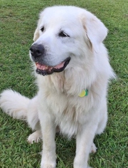 Great Pyrenees Dogs for adoption in Helena, AL, USA