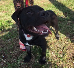 Labrottie Dogs for adoption in Fort Myers, FL, USA