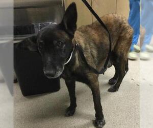 Mutt Dogs for adoption in Riverside, CA, USA