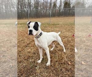 Boxer Dogs for adoption in Forestville, MD, USA