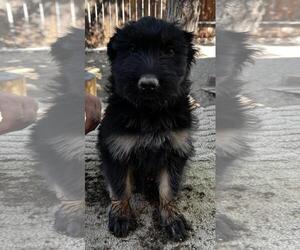 German Shepherd Dog-Unknown Mix Dogs for adoption in Incline Village, NV, USA