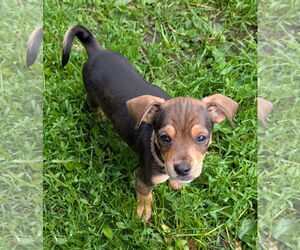 Chihuahua-Unknown Mix Dogs for adoption in Brooklyn Center, MN, USA