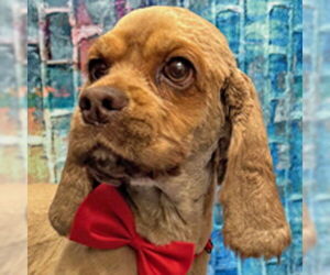 Cocker Spaniel Dogs for adoption in Arlington, VA, USA