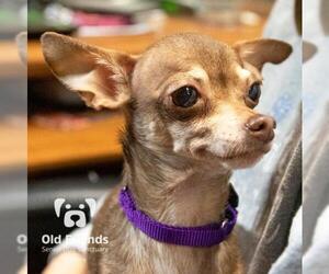 Chihuahua Dogs for adoption in Mount Juliet, TN, USA
