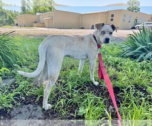 Catahoula Leopard Dog-Unknown Mix Dogs for adoption in Williamsburg, IA, USA