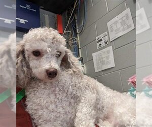 Poodle (Miniature) Dogs for adoption in Bowling Green, OH, USA