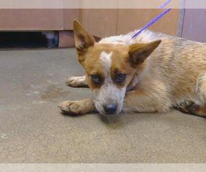 Australian Cattle Dog Dogs for adoption in Sacramento, CA, USA