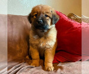 Labrador Retriever-Unknown Mix Dogs for adoption in Canton, CT, USA