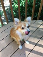 Pomeranian Dogs for adoption in Raleigh, NC, USA