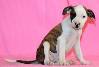 American Pit Bull Terrier Dogs for adoption in Mukwonago, WI, USA