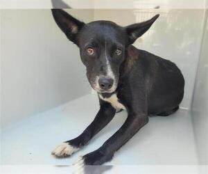 German Shorthaired Lab Dogs for adoption in Houston, TX, USA