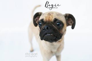 Puggle Dogs for adoption in Los Angeles, CA, USA
