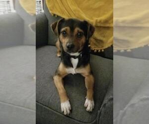 Chug Dogs for adoption in Wheaton, IL, USA