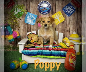 Tibetan Spaniel Dogs for adoption in Arcadia, FL, USA
