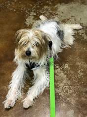 Mutt Dogs for adoption in Seguin, TX, USA