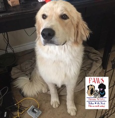 Great Pyrenees Dogs for adoption in Killeen, TX, USA