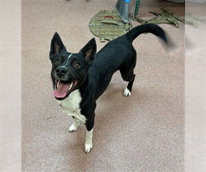 Unknown-Whippet Mix Dogs for adoption in Ogden, UT, USA